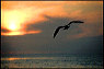 nat_bird>sunset